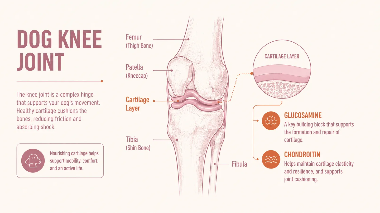 Illustration showing a dog joint with cartilage labeled, simple clean diagram style