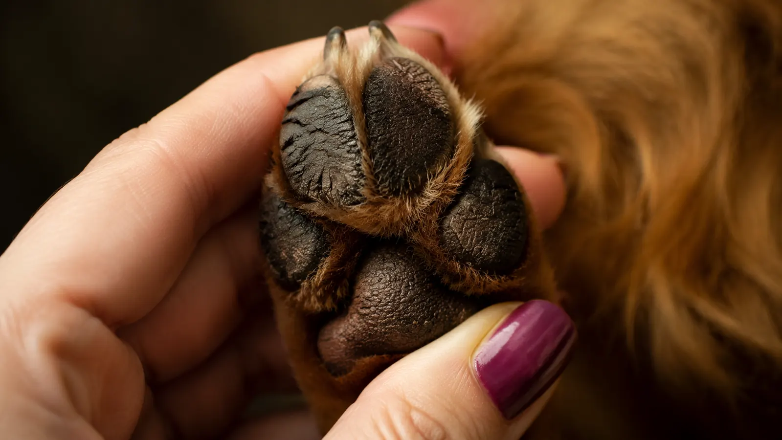 Close-up of a dog's cracked and dry paw pad being gently examined by a woman's hand