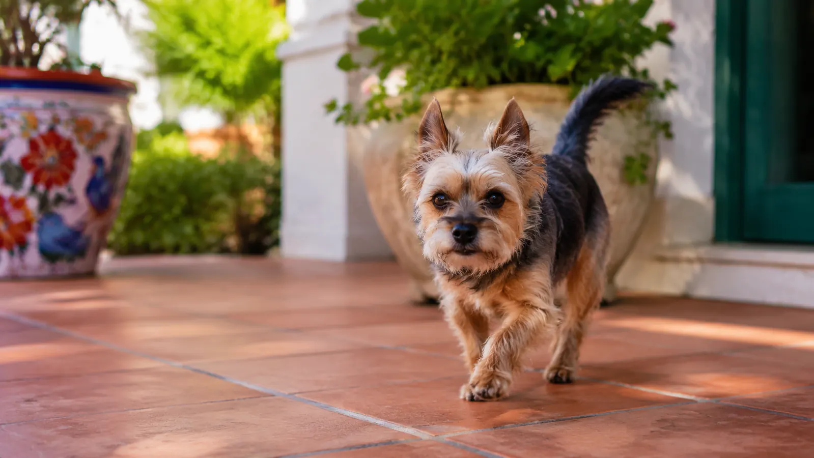 Senior Yorkie trotting across a sunny South Florida patio with an engaged, alert expression