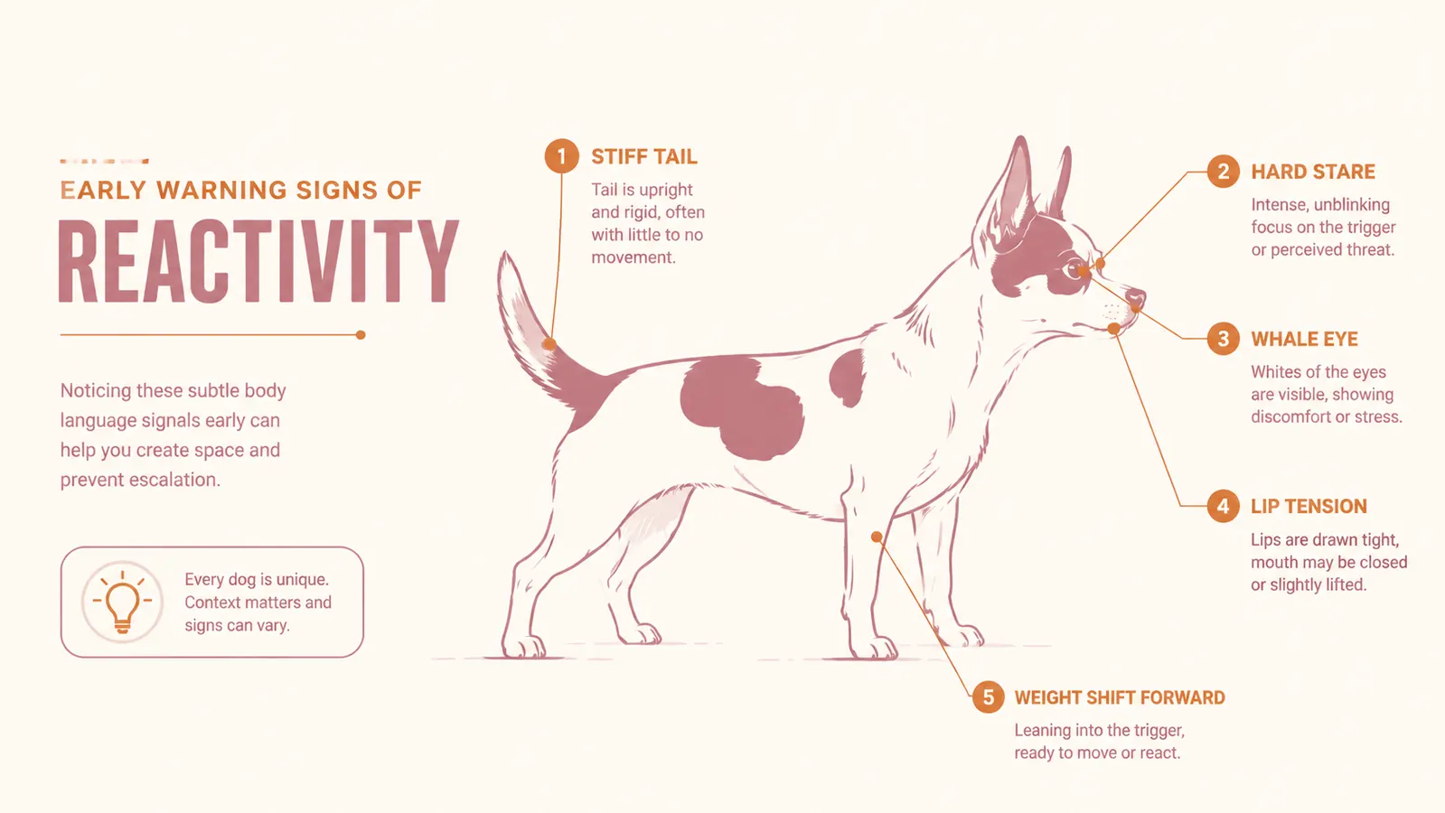 Diagram showing early warning signs of dog reactivity: stiffening body, tail tuck, hard stare, whale eye