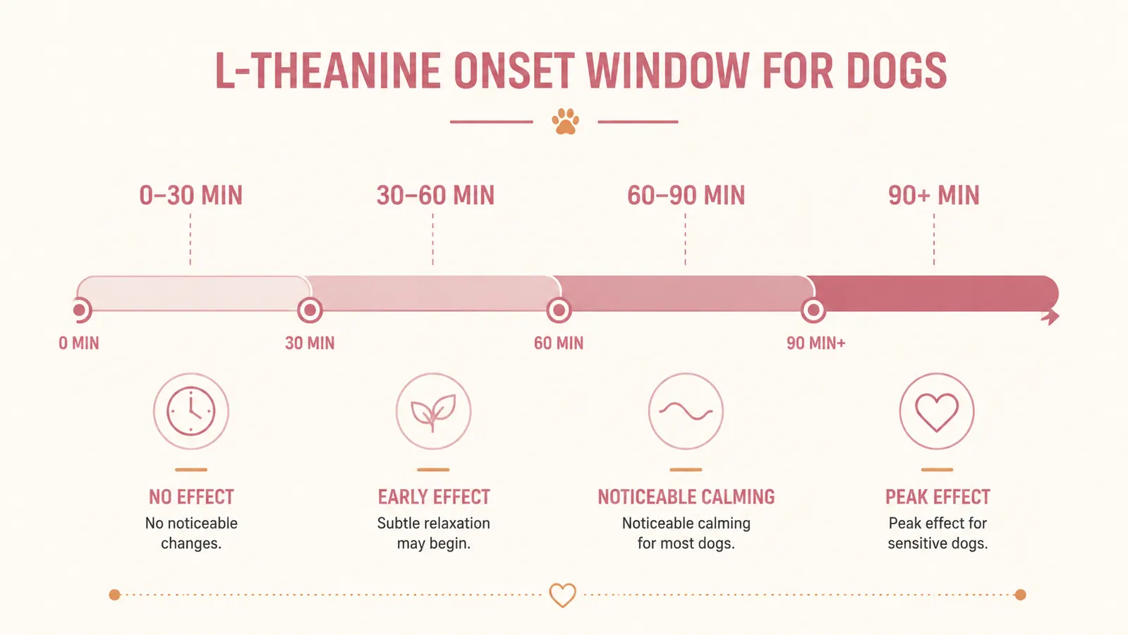 Chart showing typical onset timeline for L-Theanine supplements in dogs, from 30 minutes to 2 hours